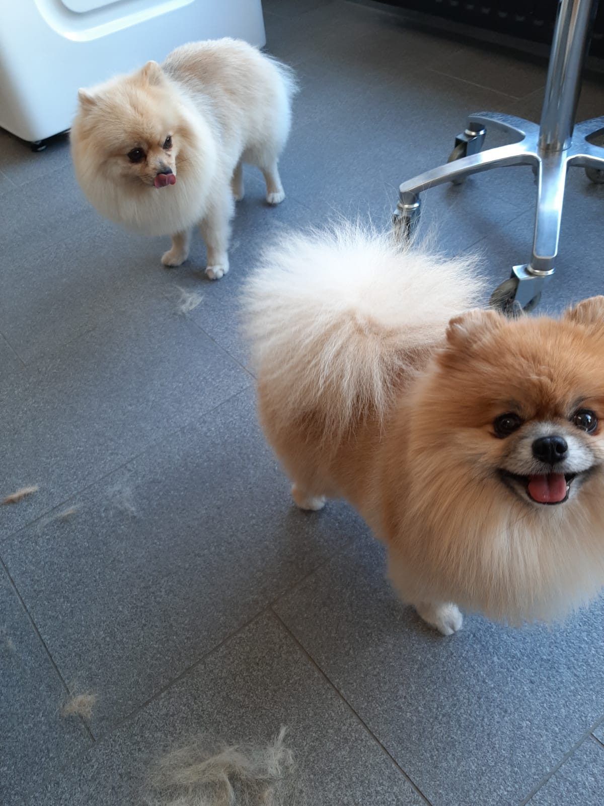 Twee pomeriaantjes op de vloer van de salon
