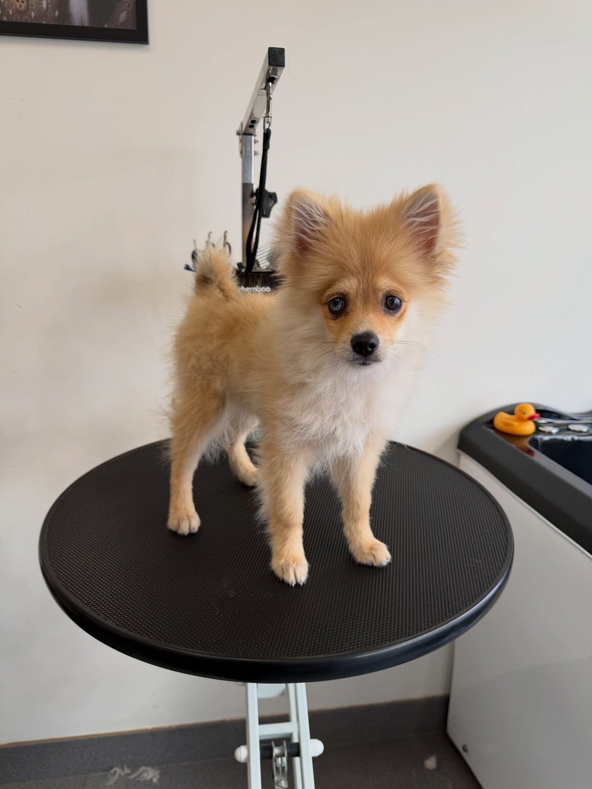 Vito na zijn eerste trimbeurt op de ronde zwarte trimtafel