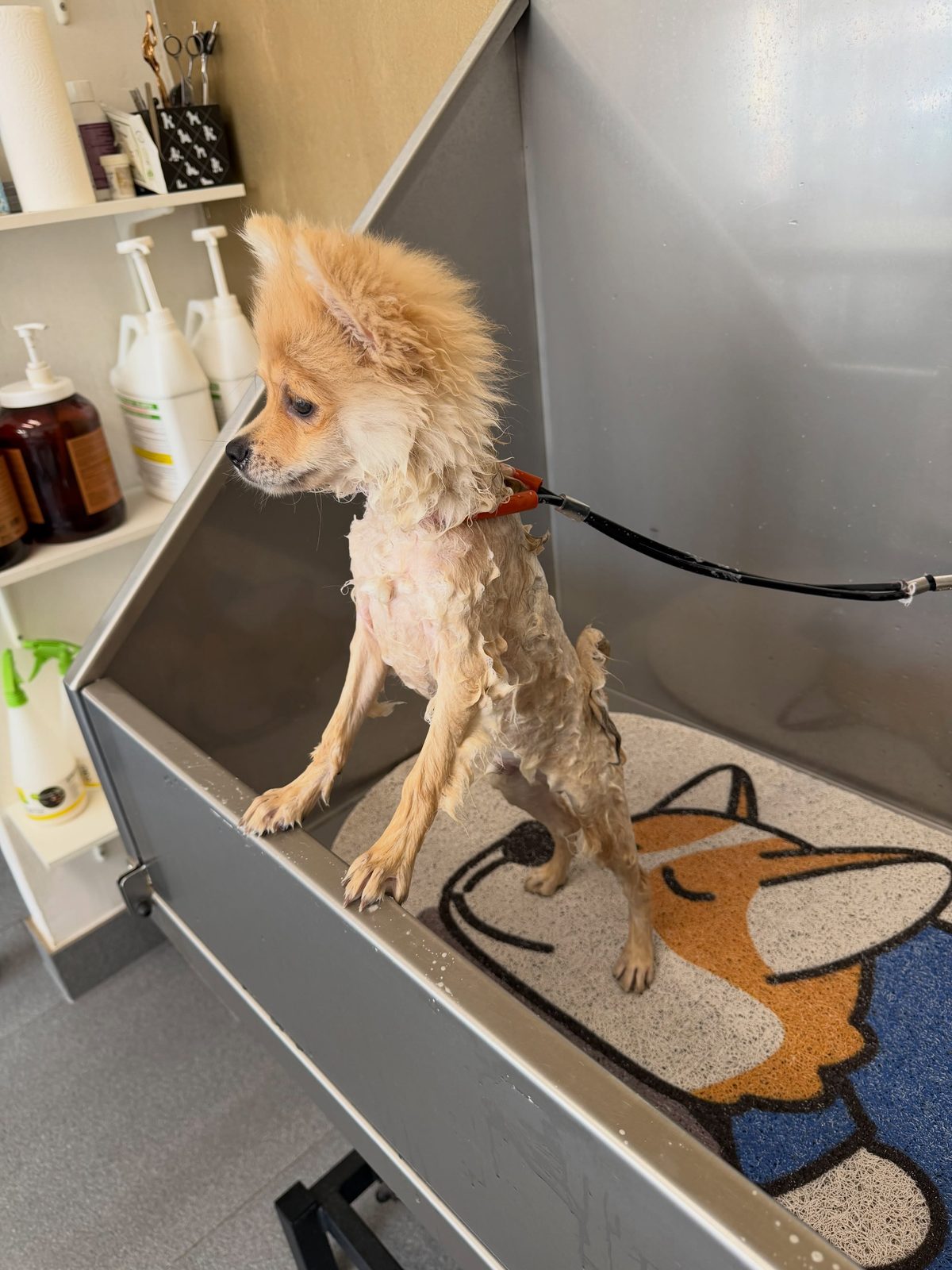 Pomeriaanpup Vito staat nat in de trimbak op een badmatje